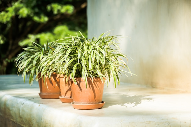 MallorcaRent.ru | Какие хвойные растения можно выращивать в квартире